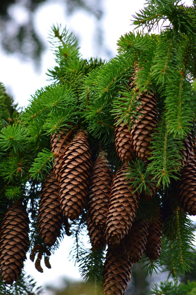 Tap pine cones nature