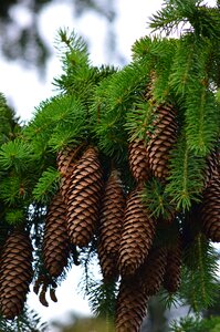Tap pine cones nature photo