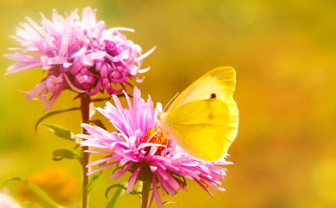 Flowers apiformes animals
