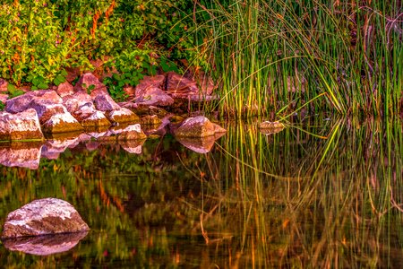 Pond mirroring reed