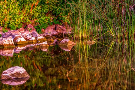 Pond mirroring reed photo