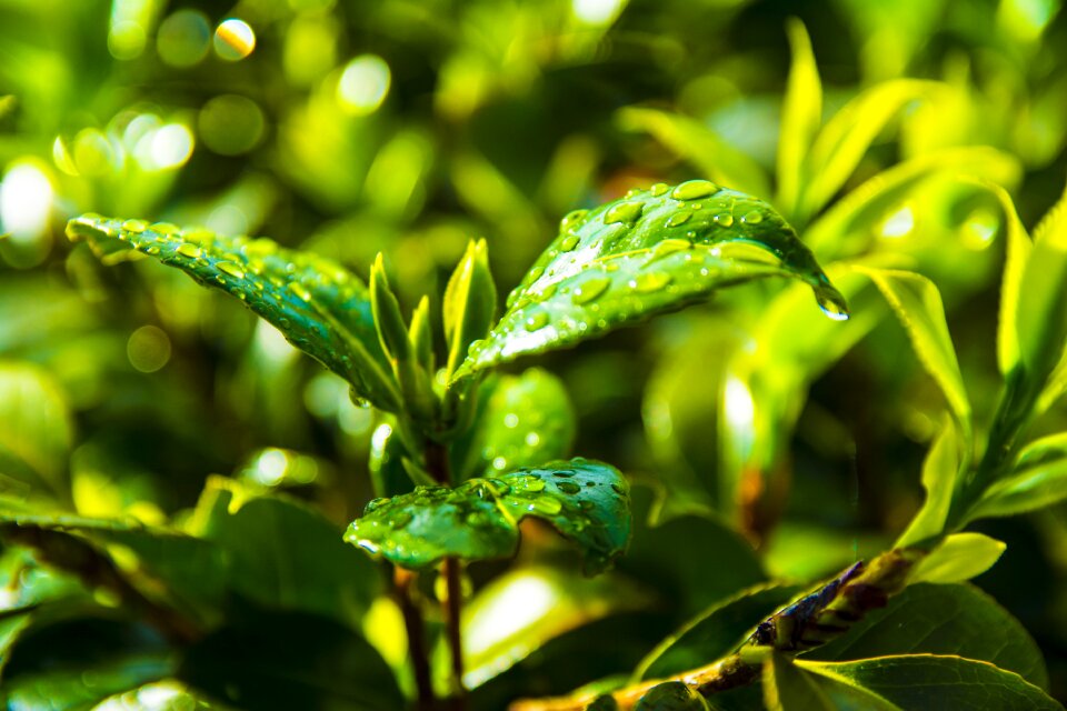 Cool environment garden