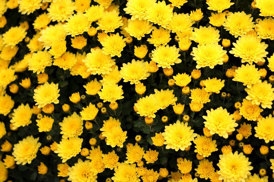 Bloom decorative autumn