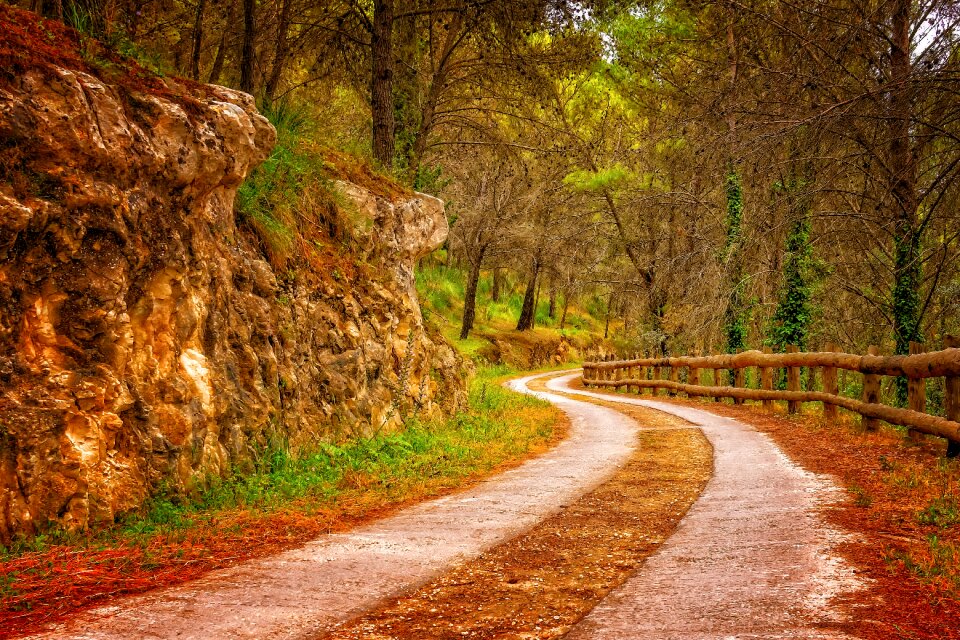 Landscape forest nature