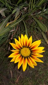 Flora summer garden