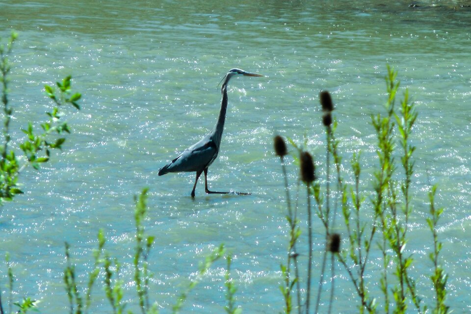 Nature wildlife animal