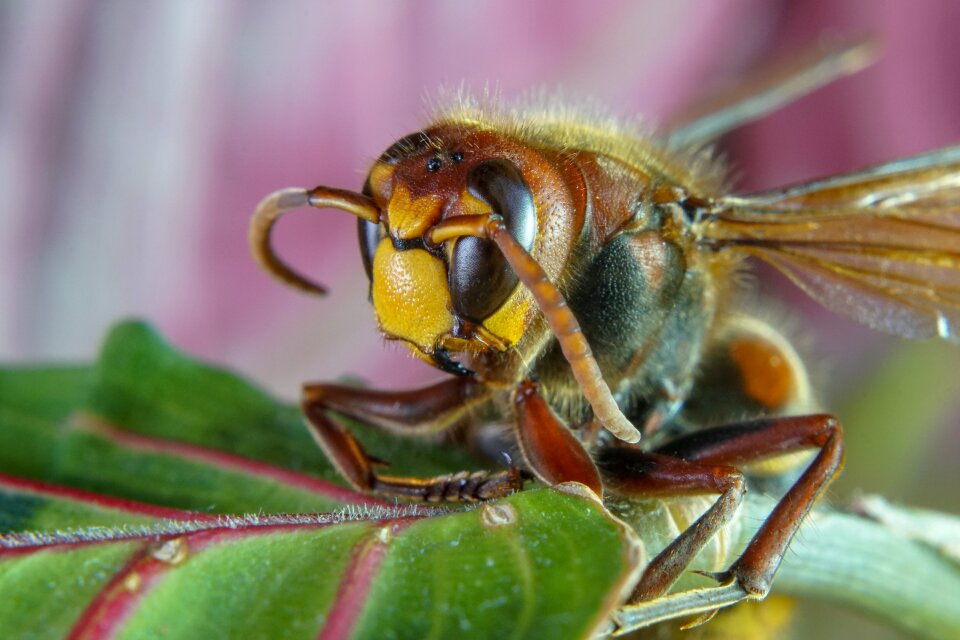 Insect nature nature photography