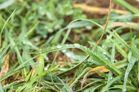 Fresh green drops
