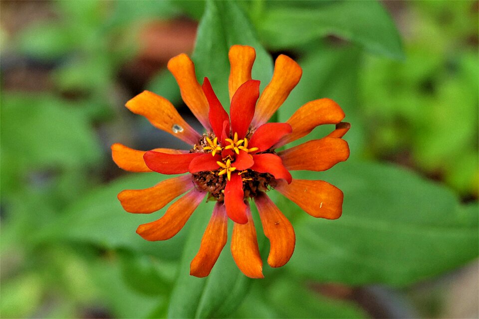 Exotic close up blossomed