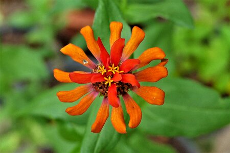 Exotic close up blossomed photo