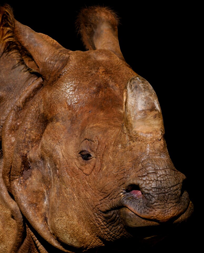 Portrait tiergarten nürnberg indian rhinoceros