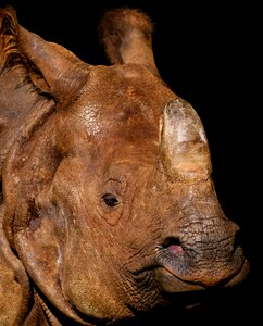 Portrait tiergarten nürnberg indian rhinoceros