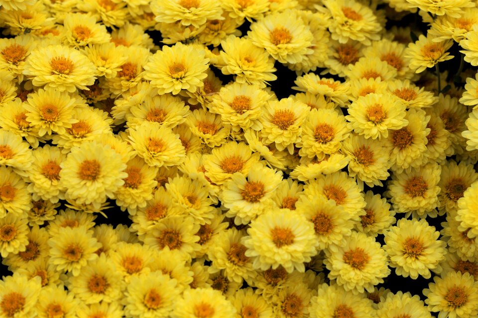 Decorative autumn nature