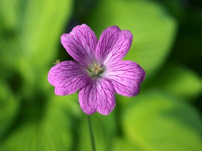 Flower purple bloom photo