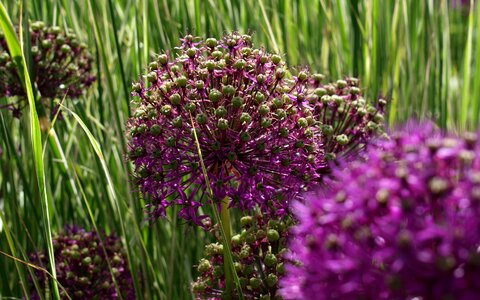 Purple bloom onion