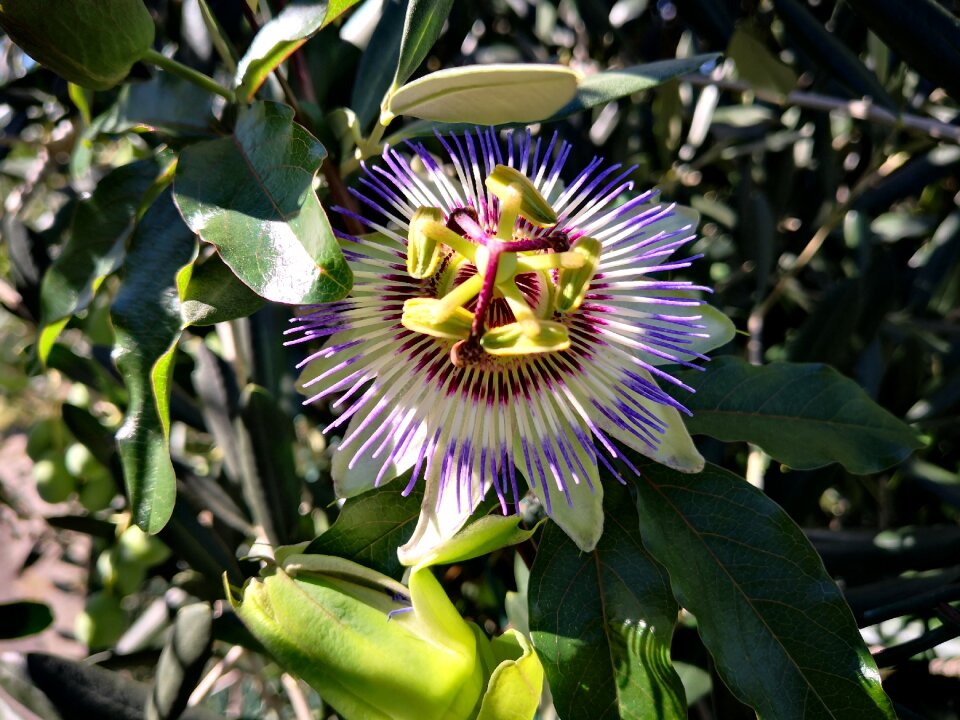 Star flower fauna rarity