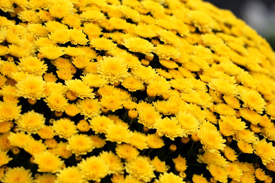 Decorative autumn nature