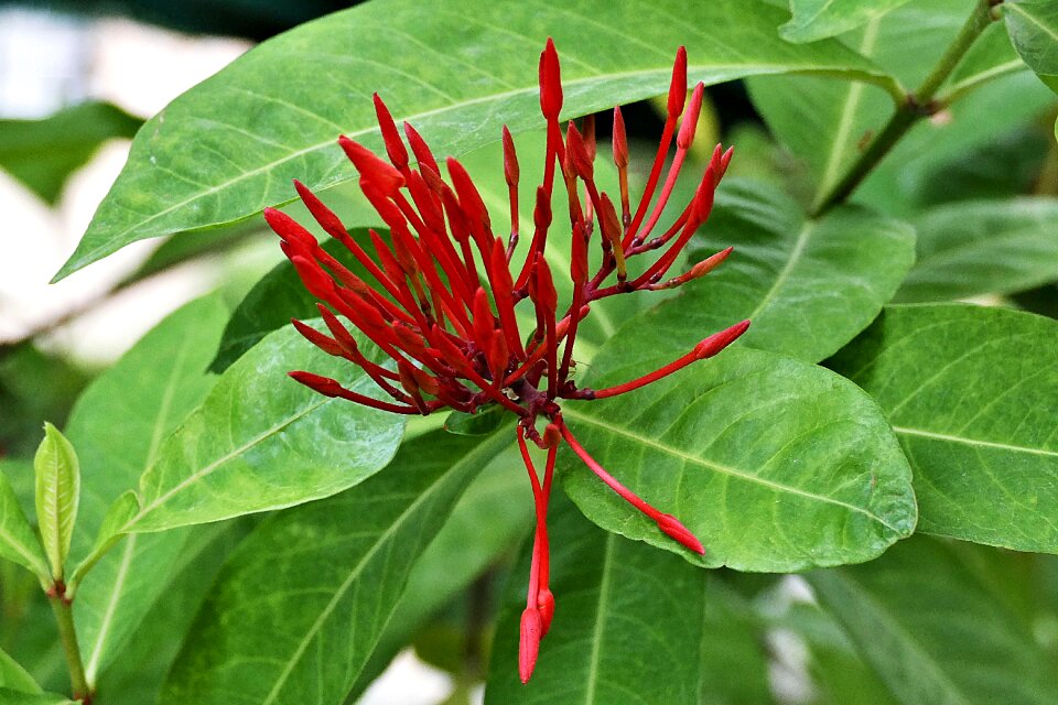 Not blossomed close up thailand