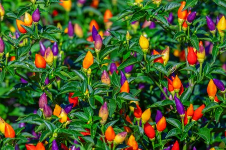 Fiery sharp vegetables