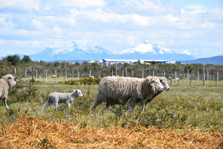 Nature meadow wool