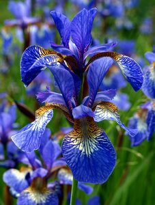 Blue flower petal photo
