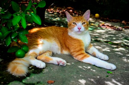 Animals kitten whiskers photo