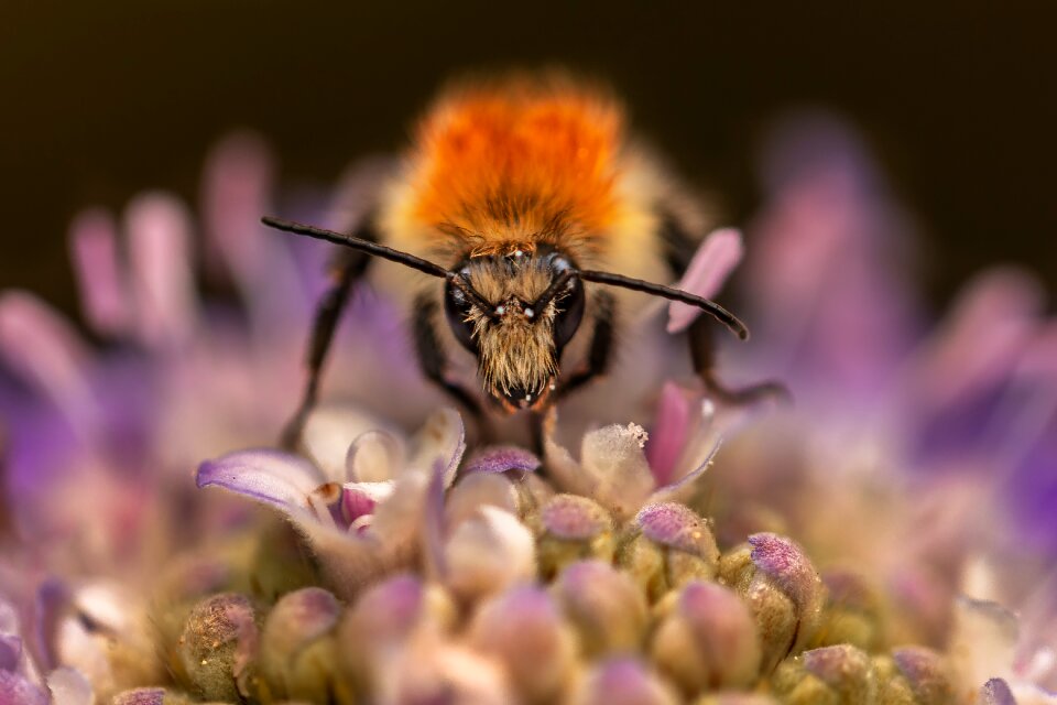 Pollen flower summer