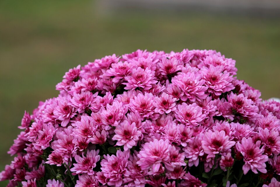 Decorative autumn nature