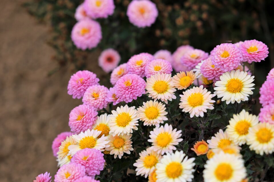Decorative autumn nature