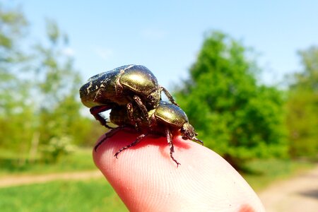 The beetle nature the environment