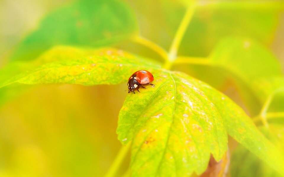 Leaf animals nature