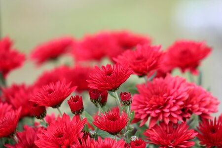 Decorative autumn nature
