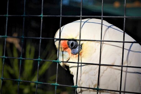 Animal bird wildlife photo