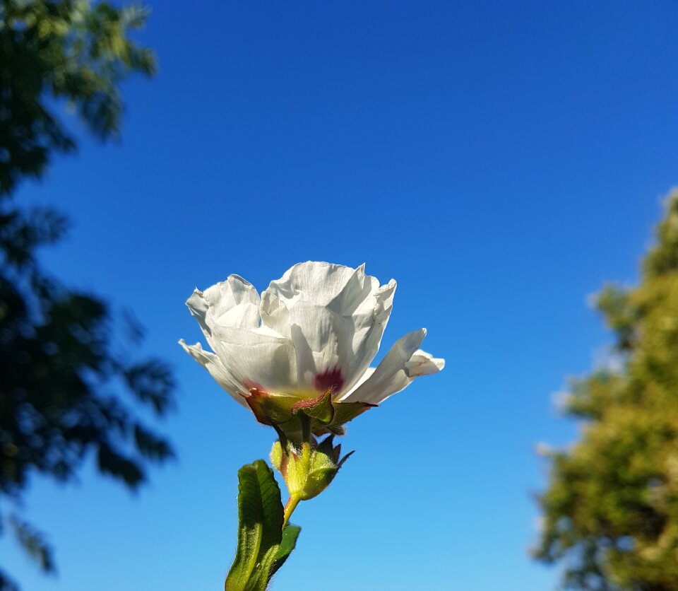 Sky petal blue rose