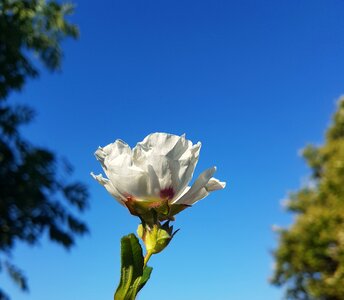 Sky petal blue rose