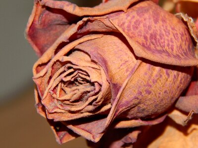 Macro nature red rose photo