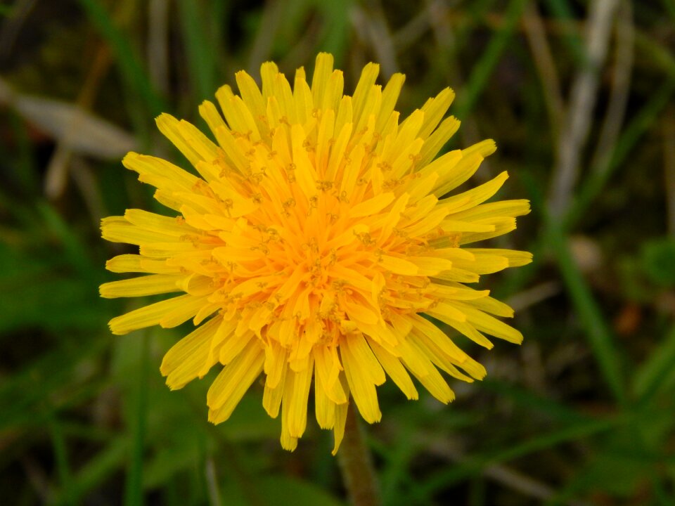 Plant spring dandelions
