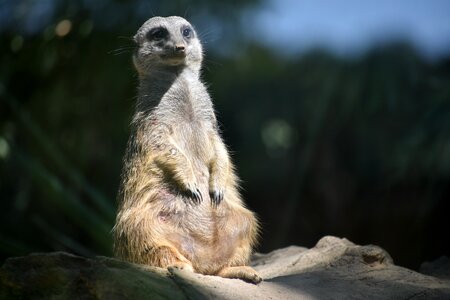 Meerkats animals fantastic