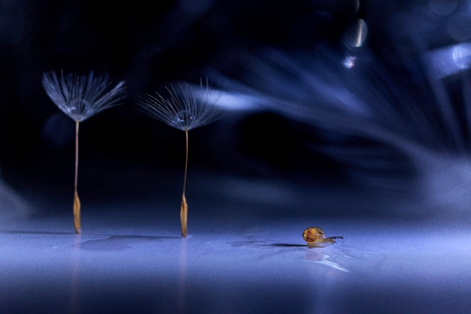 Plant dandelion it