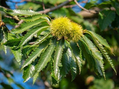 Chestnut branch autumn