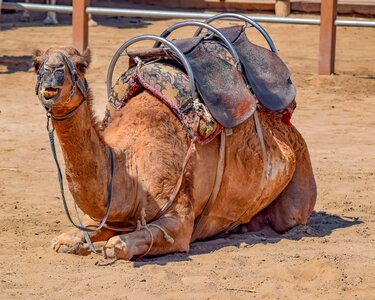 Mammal portrait camel park
