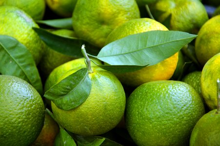Citrus fruits autumn orange immature