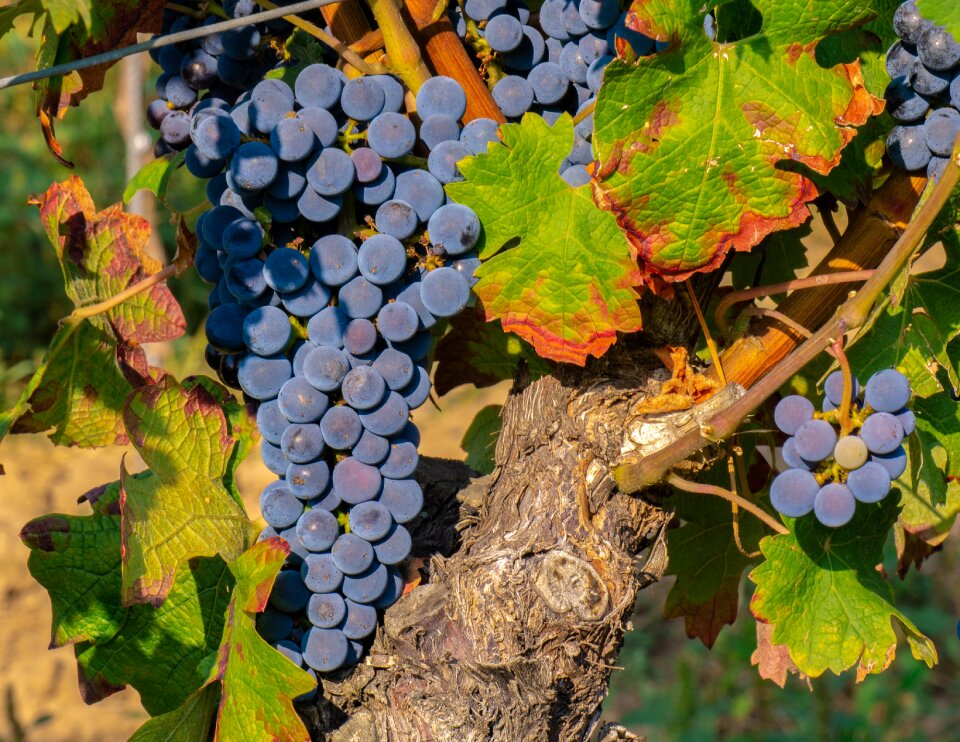 Vine grapevine ripe