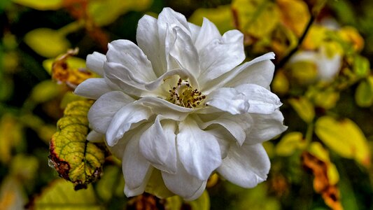 White rose flower love photo