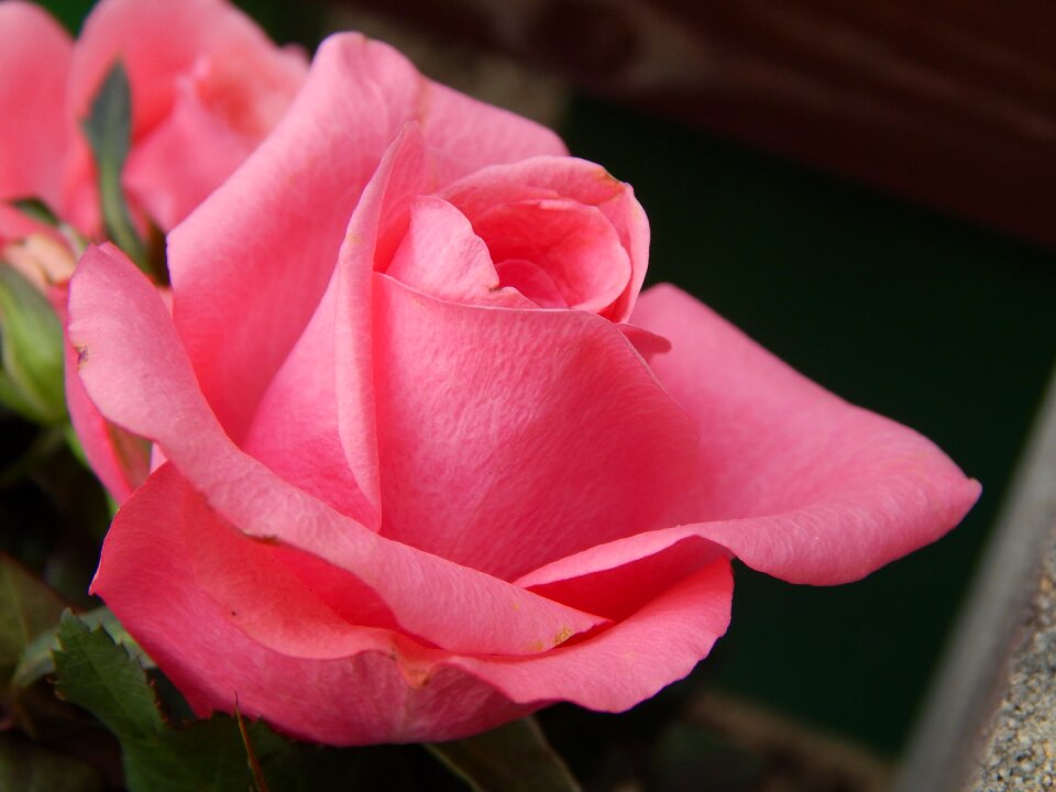 Pink flower plant rose