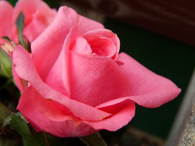 Pink flower plant rose photo