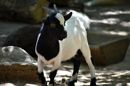 Lamb horns animal