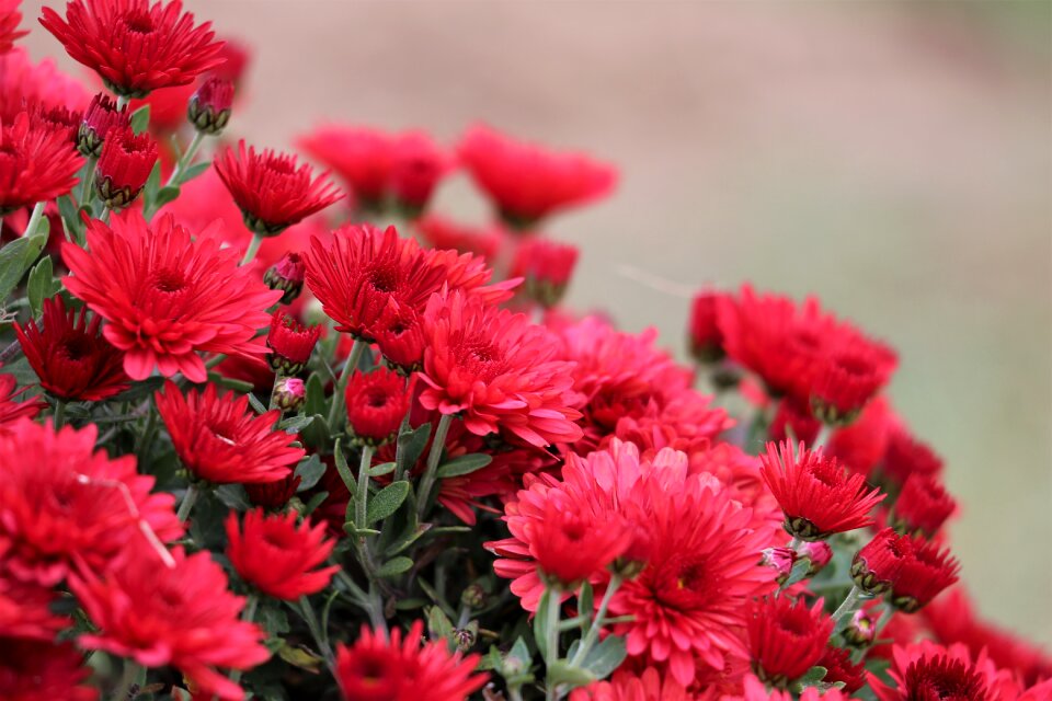 Decorative autumn nature