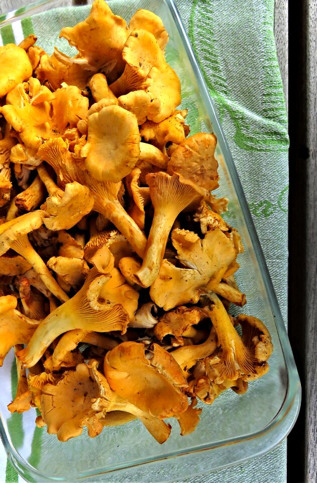 Edible yellow mushrooms forest mushrooms
