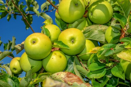 Ripe vitamins fruits